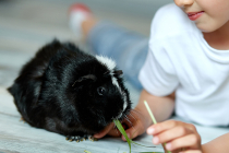 Adopter un cochon d'Inde, petit rongeur idéal pour les enfants ?